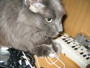 Cat with power strip