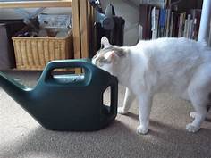 cat drinking from watering can