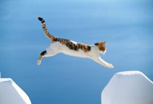 calico and white cat jumping across space