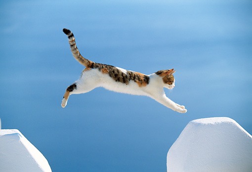 calico and white cat jumping across space