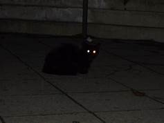black cat at night; eyes glowing