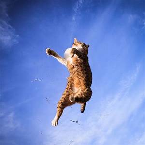 Cat high in air, no ground in sight