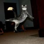Striped cat in the air