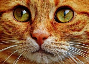 Face of orange cat