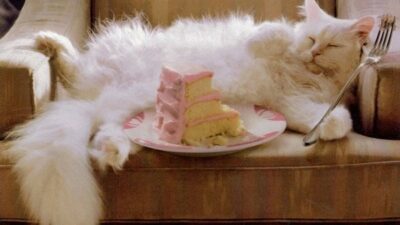 cat sleeping next to partial piece of cake