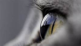 cat eye, showing clear cornea