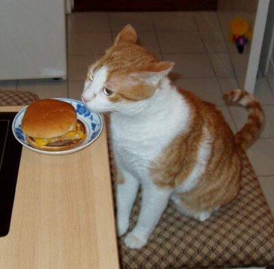 cat eating cheeseburger