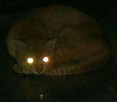 Orange tiger cat curled up with glowing eyes