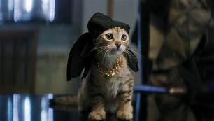 cat with swashbuckler hat