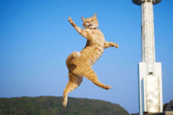 Orange cat walking on air