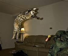 Cat in mid-air leap