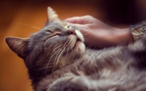 Grey cat enjoying a rub