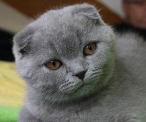 Scottish fold "blue" cat