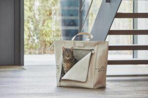 Cat in carrier