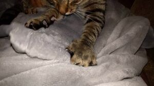 Cat kneading blanket