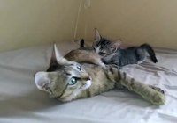 Cat lying down; kitten nursing