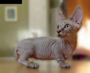 Grey Sphynx cat (hairless)