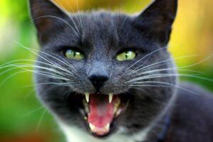 Grey cat yowling