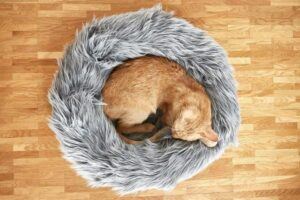 cat curled in furry bed