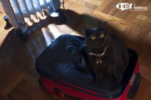 black cat sitting on suitcase