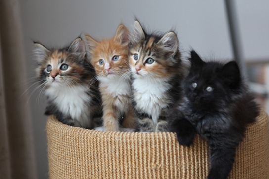 Four very different kittens