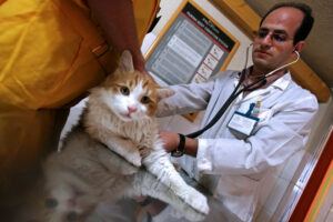 Cat at the vet being examined
