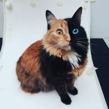 Calico cat with half-black face; one side black