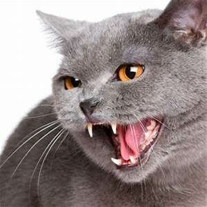 Grey cat yowling