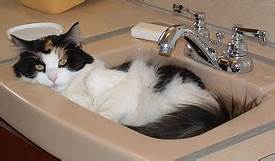 black & white cat in sink