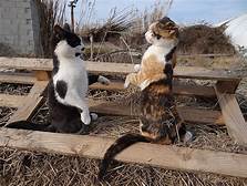 cats facing off, both on hind legs