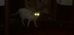 White cat at night; eyes lit up