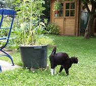 Cat spraying against planter