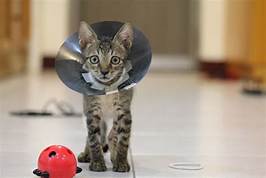 Cat with "cone of shame"