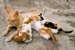 Orange mother cat nursing 3 kittens