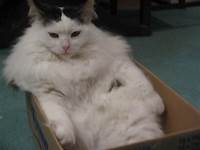 Fat white cat in box