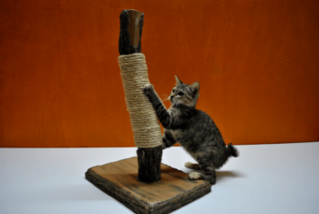 Cat at scratching post