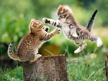 Two kittens mock fighting