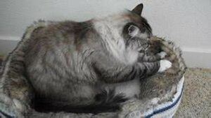 cat kneading in basket