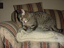 Cat kneading blanket on chair