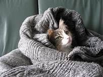 Cat nestled in a blanket bed