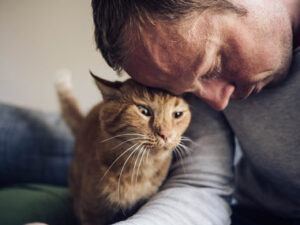 Orange cat rubbing against man's forehead