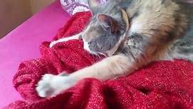 cat kneading; sucking blanket