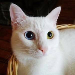 White cat, one blue eye; one yellow