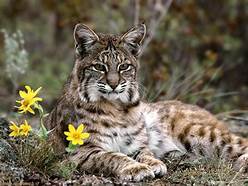 A bobcat lying down