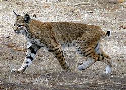 Bobcat walking; whole animal