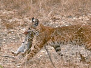 Bobcat carrying rabbit