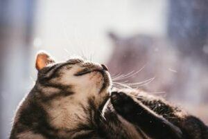 Cat scratching fleas
