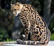 Cheetah, sitting