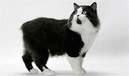 black and white tailless Cymric