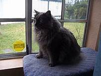 Grey cymric cat, seated